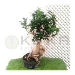 Ficus Ginseng Microcarpa Pre-bonsái -Semillas De Plantas bonsai ficus microcarpa 1