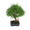 Bonsái Granado Enano -Semillas De Plantas bonsai granado enano