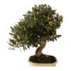 Bonsai Olea Europaea 16 Años -Semillas De Plantas bonsai olea europaea 16 anos