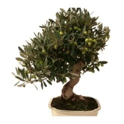 Bonsai Olea Europaea 16 Años