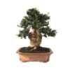 Bonsai Olea Europaea 29 Años -Semillas De Plantas bonsai olea europaea 29 anos