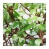 Bonsái Portulacaria Afra -Semillas De Plantas bonsai portulacaria afra