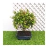 Bonsái Sageretia Theezans 2 Bonsái Sageretia Theezans -Semillas De Plantas bonsai sageretia theezans