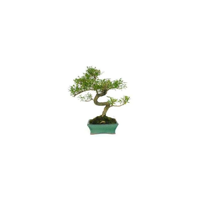 Bonsái Serissa Phoetida 4 Bonsái Serissa Phoetida - Imagen 2