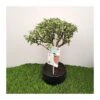 Bonsái Serissa Variegata -Semillas De Plantas bonsai serissa variegata