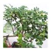 Bonsái Zanthoxylum Piperitum -Semillas De Plantas bonsai zanthoxylum piperitum 2