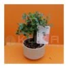 Bonsái Zelkova Parvifolia -Semillas De Plantas bonsai zelkova parvifolia