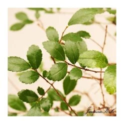 Bonsái Zelkova Parvifolia Cascada -Semillas De Plantas bonsai zelkova parvifolia cascada 2