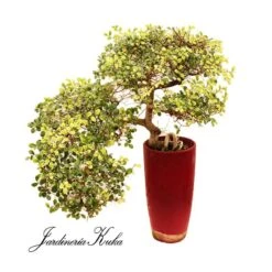 Bonsái Zelkova Parvifolia Cascada