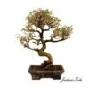 Bonsái Zelkova Sp. -Semillas De Plantas bonsai zelkova sp