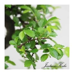 Bonsái Zelkova Sp. -Semillas De Plantas bonsai zelkova sp 3