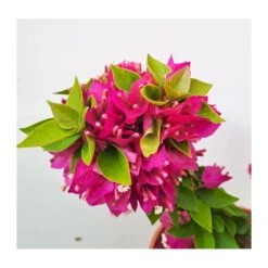 Bougainvillea Mini Thai -Semillas De Plantas bougainvillea mini thai 2