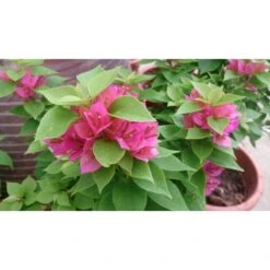 Semillas De Plantas -Semillas De Plantas boungainvillea glaba sanderiana 1
