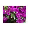 Bougainvillea Glaba Sanderiana -Semillas De Plantas boungainvillea glaba sanderiana