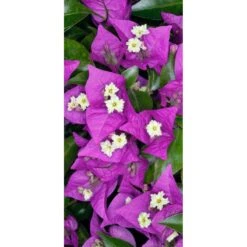 Bougainvillea Glaba Sanderiana -Semillas De Plantas boungainvillea glaba sanderiana 2
