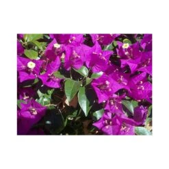 Bougainvillea Glaba Sanderiana