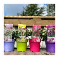 Buddleja Butterfly Candy