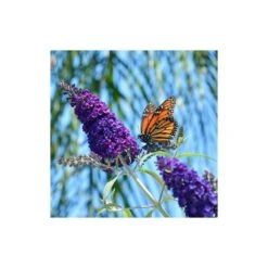 Buddleja Davidii Nana Blue