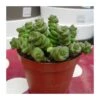 Crassula Marneriana -Semillas De Plantas cactus crassula marneriana