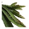 Lepismium Cruciforme -Semillas De Plantas cactus lepismium cruciforme