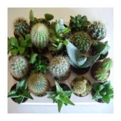 Cactus Variados