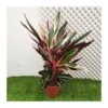 Calathea Stromanthe Triostar -Semillas De Plantas calathea stromanthe triostar