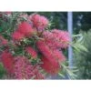 Callistemon Kings Park Special EJEMPLAR -Semillas De Plantas callistemon kings park special