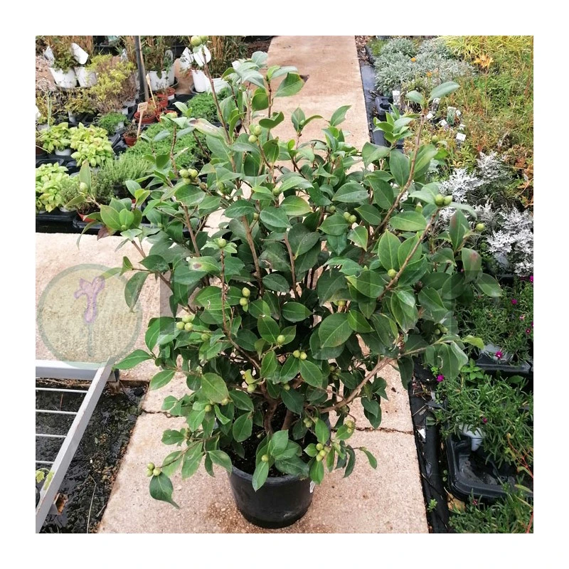 Camelia Japonica 3 Camelia Japonica