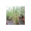 Caña De Azucar -Semillas De Plantas cana de azucar