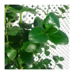 Carissa Macrocarpa Prostrata -Semillas De Plantas carissa macrocarpa 1