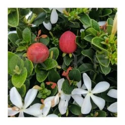 Carissa Macrocarpa Desert Star -Semillas De Plantas carissa macrocarpa desert star 1