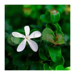 Carissa Macrocarpa Desert Star -Semillas De Plantas carissa macrocarpa desert star 2