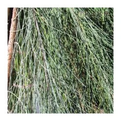 Casuarina Equisetifolia -Semillas De Plantas casuarina equisetifolia 2