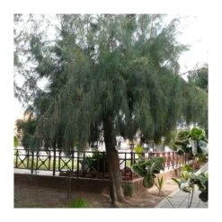 Casuarina Equisetifolia -Semillas De Plantas casuarina equisetifolia 3