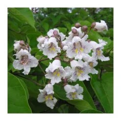 Catalpa Bignoinoides