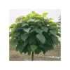 Catalpa Bungei, EJEMPLAR -Semillas De Plantas catalpa bungei