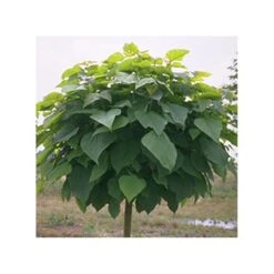 Catalpa Bungei, EJEMPLAR