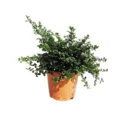 Ceanothus Thirsiflorus Repens -Semillas De Plantas ceanothus thirsiflorus repens 1