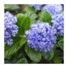 Ceanothus Thirsiflorus Repens -Semillas De Plantas ceanothus thirsiflorus repens
