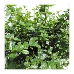 Ceanothus Thirsiflorus Repens -Semillas De Plantas ceanothus thirsiflorus repens 2