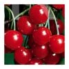 Cerezo Primie Giant 1 Cerezo Primie Giant -Semillas De Plantas cerezo bing