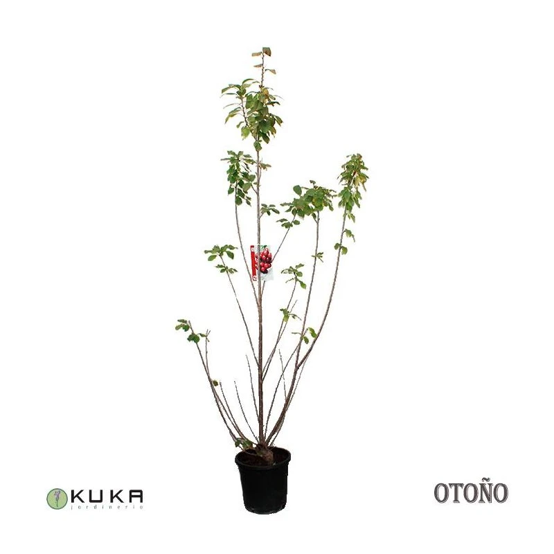 Cerezo Enano 4 Cerezo Enano - Imagen 2