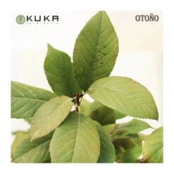 Cerezo Enano 7 Cerezo Enano -Semillas De Plantas cerezo enano 2