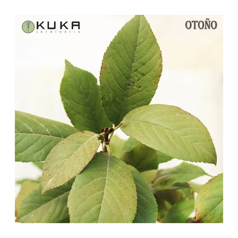 Cerezo Enano 5 Cerezo Enano - Imagen 3