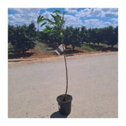 Cerezo Mallorquina -Semillas De Plantas cerezo mallorquina 4