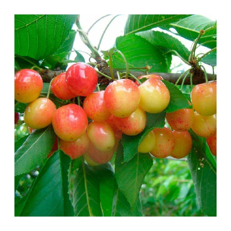 Cerezo Napoleón 3 Cerezo Napoleón