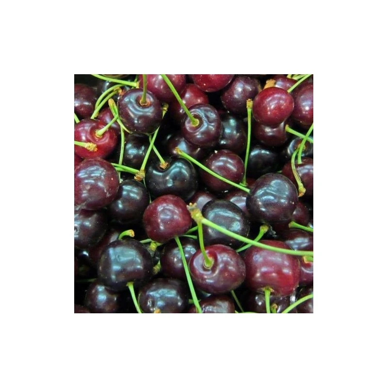 Cerezo Sumburst 3 Cerezo Sumburst