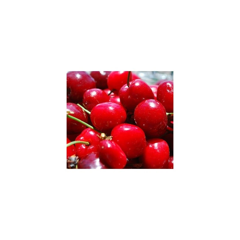 Cerezo Van 3 Cerezo Van