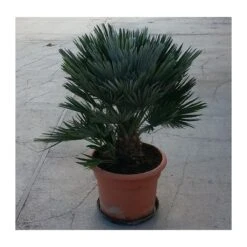 Chamaerops Humilis Vulcano -Semillas De Plantas chamaerops humilis vulcano 2