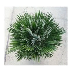 Chamaerops Humilis Vulcano -Semillas De Plantas chamaerops humilis vulcano 4